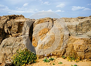 Holy Land Series - Ramon Crater Makhtesh - desert blossom 15 photo